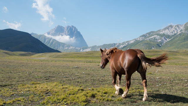 cavallo campo imperatore luca di giovanni media