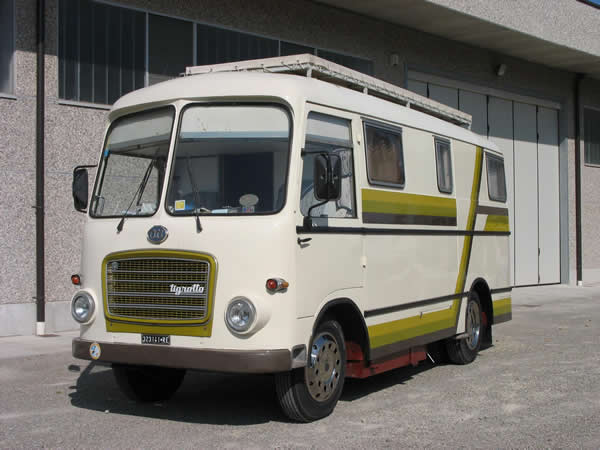 tigrotto