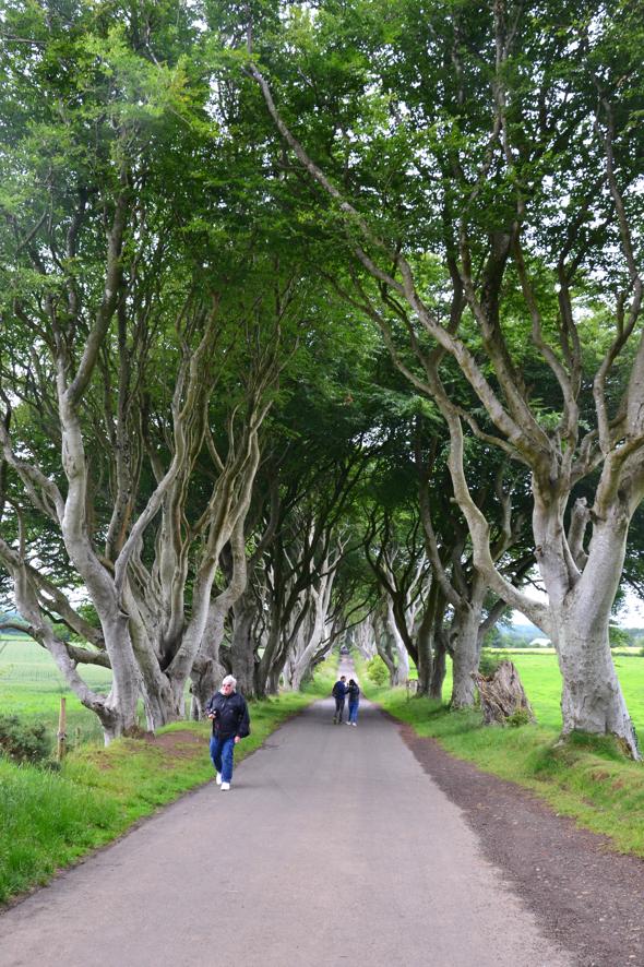 The Dark Hedges