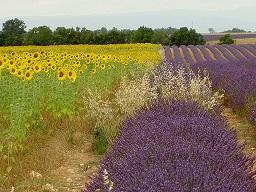 Greoux Girasoli e lavanda