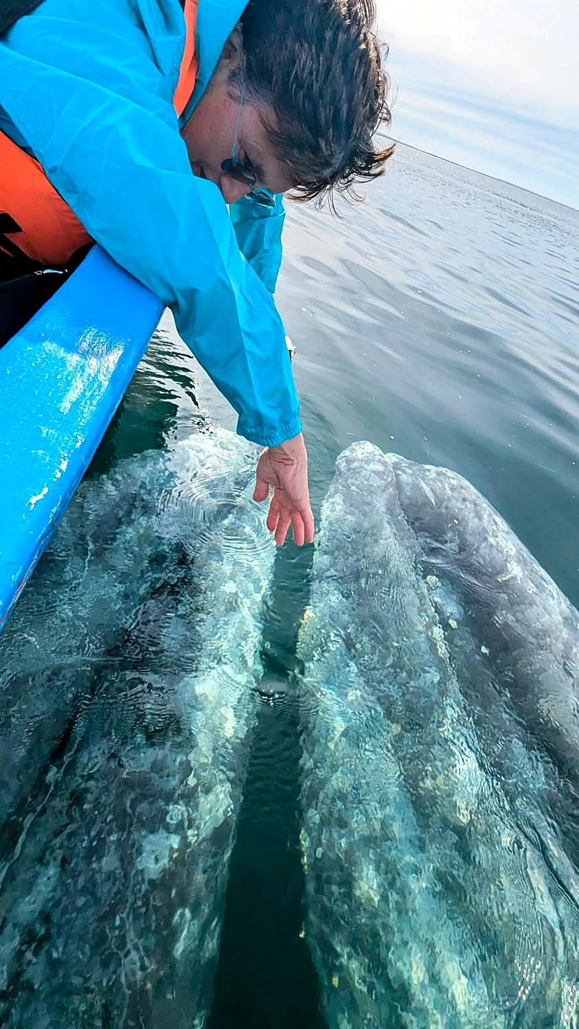 19 Balena grigia Laguna Ojo de Liebre