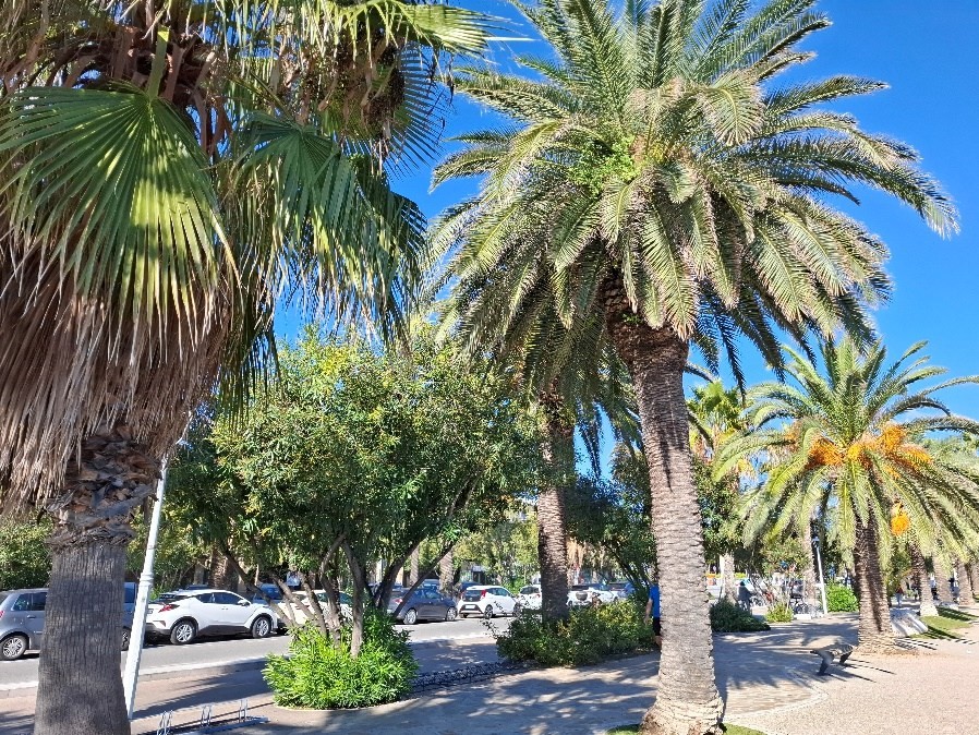 san benedetto tronto palme