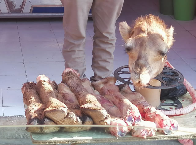 tunisia pezzi cammello