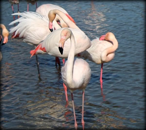 68 francia camargue fenicotteri