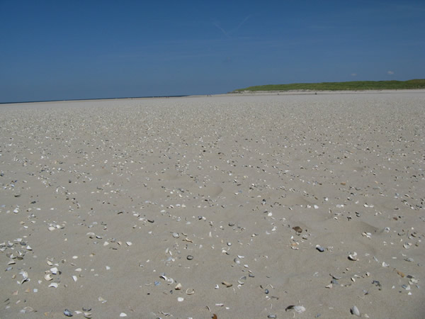24_texel
