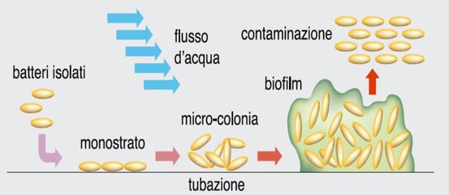 formazione biofilm contaminazione batterica serbatoi camper 02