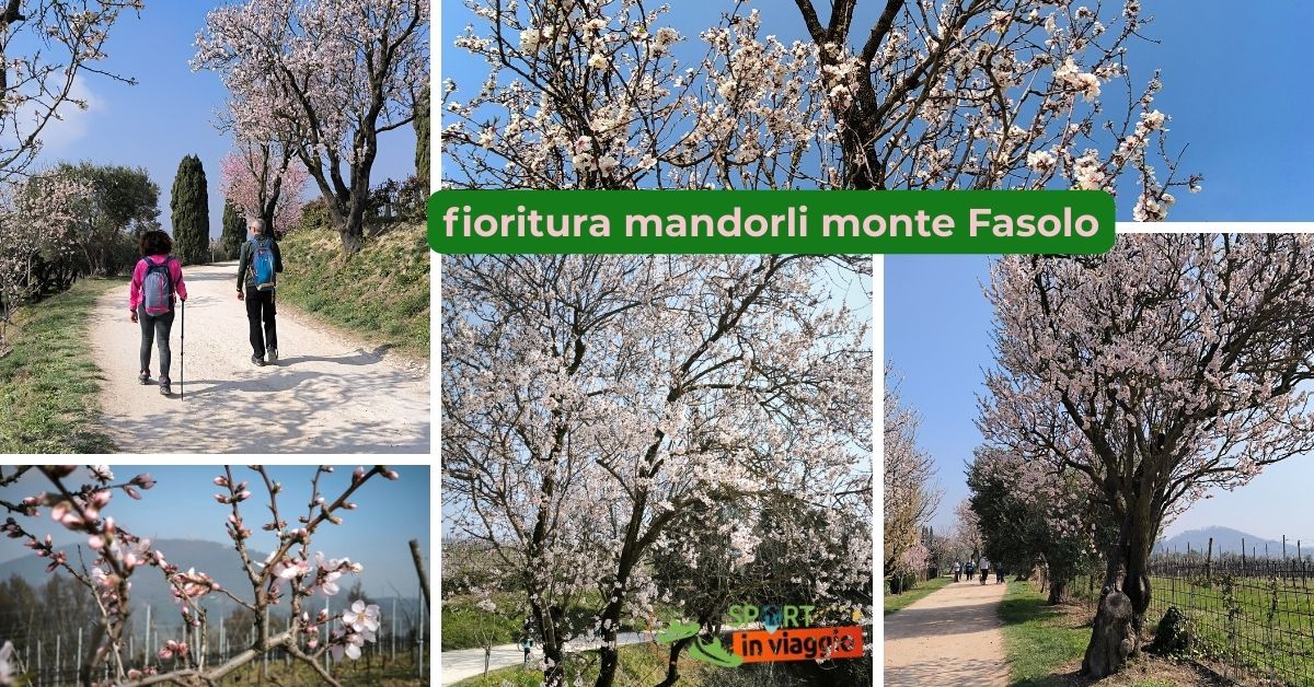 fioritura mandorli monte fasolo